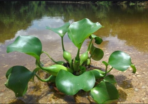 生(shēng)态水處理：利用植物(wù)進行生(shēng)态水水質淨化的6大(dà)優點